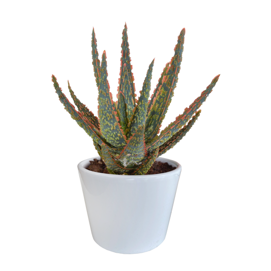 Aloe zebrina Dannyz 10,5 cm im weißen Topf
