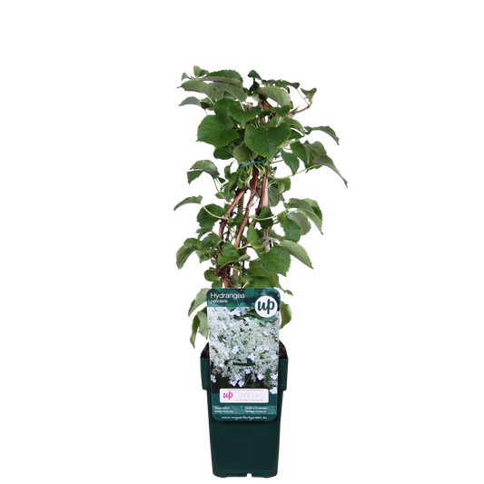 Hydrangea petiolaris – Kletternde Hortensie Ø15cm, ca. 65cm