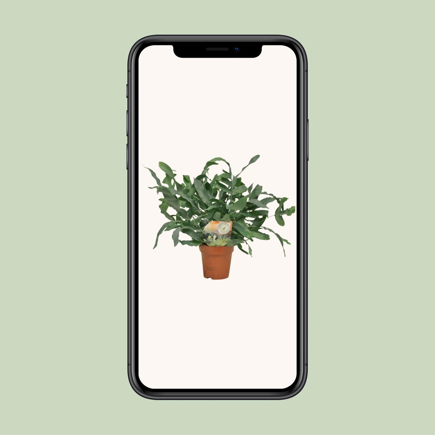 Phlebodium Blue Star – pflegeleichte Zimmerpflanze Ø12cm