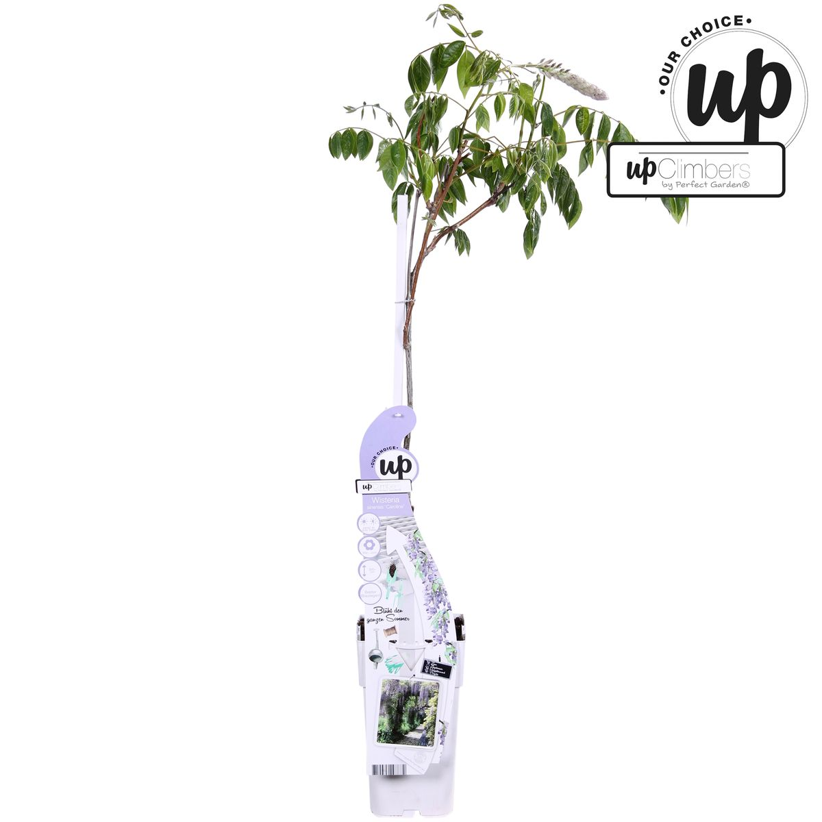 Wisteria sinensis Caroline – Purpurner Regen Kletterpflanze Ø15cm