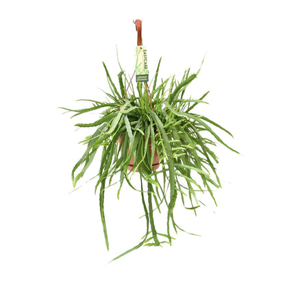 Lepismium Bolivianum – Pflegeleichter Hängekaktus Ø17 cm