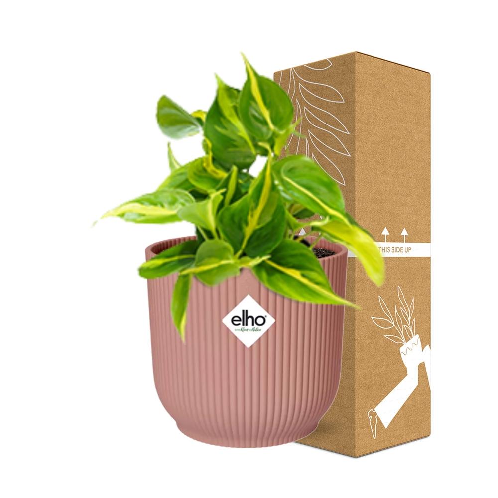 Philodendron Scandens ‘Brasil’ in ELHO Vibes Fold 14cm rosa