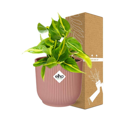 Philodendron Scandens ‘Brasil’ in ELHO Vibes Fold 14cm rosa