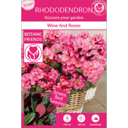 Rhododendron 'Wine & Roses' – Kompakter Blühstrauch