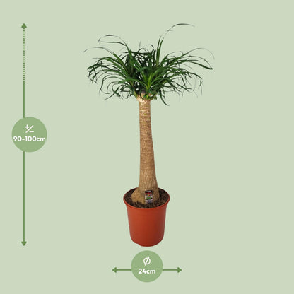 Beaucarnea Nolina – Pflegeleichte Zimmerpflanze Ø24cm, 95cm hoch