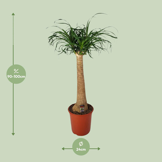 Beaucarnea Nolina – Pflegeleichte Zimmerpflanze Ø24cm, 95cm hoch