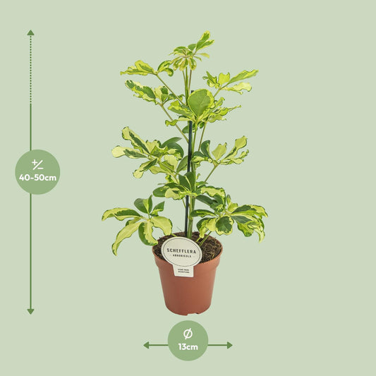 Schefflera Charlotte – Pflegeleichte Zimmerpflanze Ø13cm