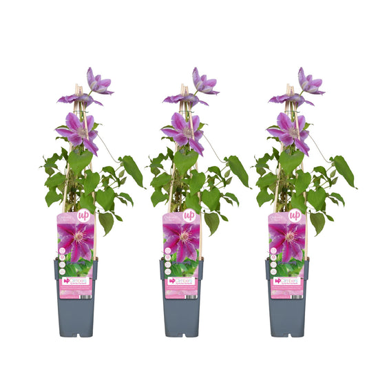 3x Clematis Dr. Ruppel – Pflegeleichte Kletterpflanze Ø15cm