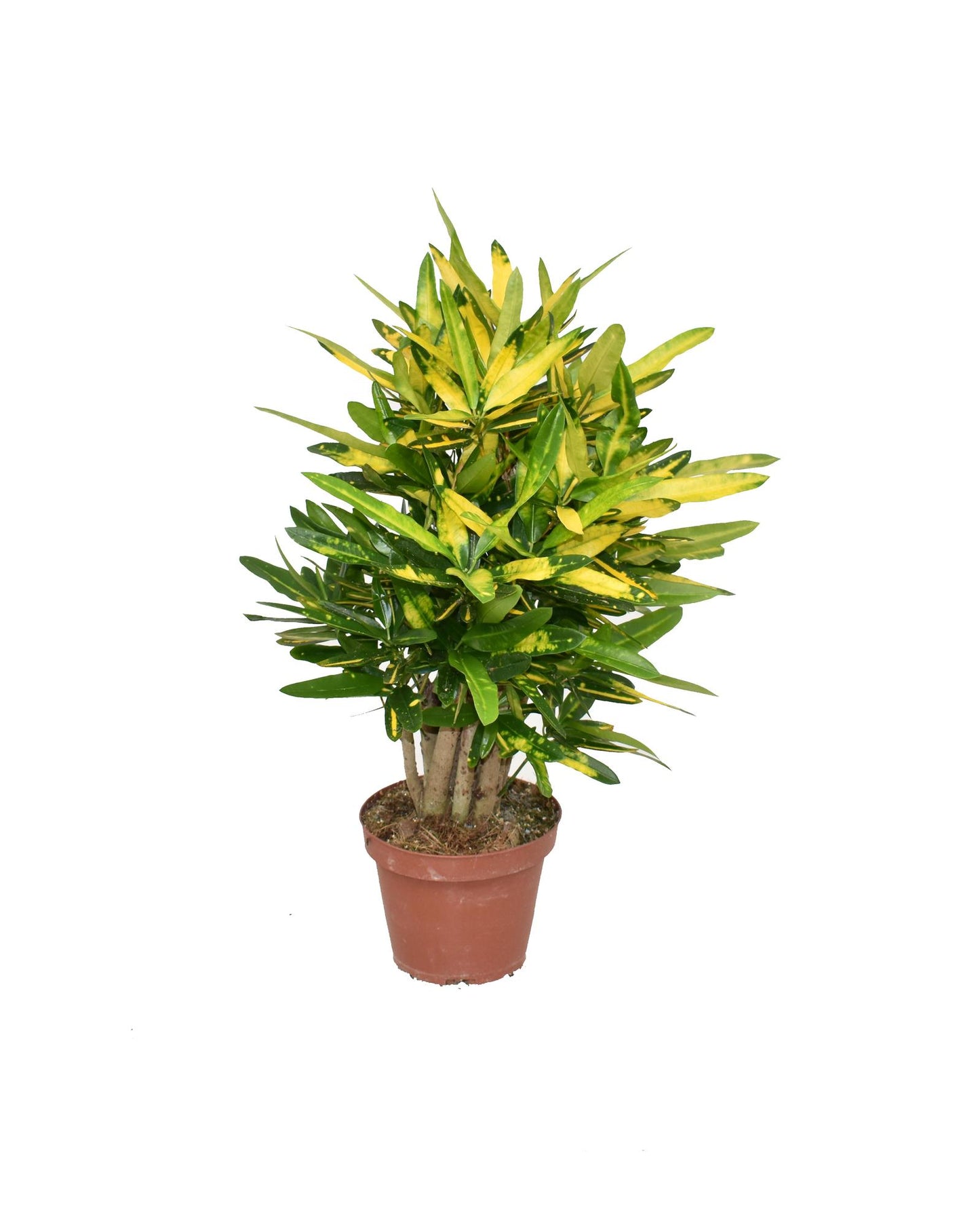 Croton Sunny Star – Pflegeleichte, farbenfrohe Zimmerpflanze Ø14cm