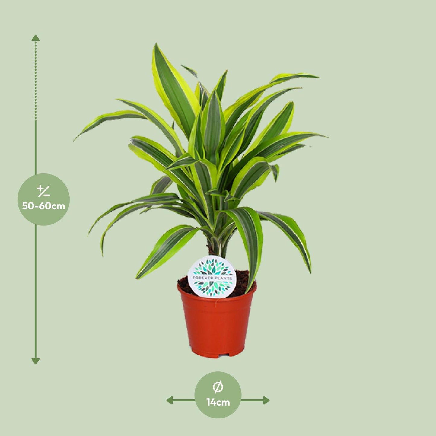 Dracaena Lemon Lime – Pflegeleichte Zimmerpflanze Ø14cm