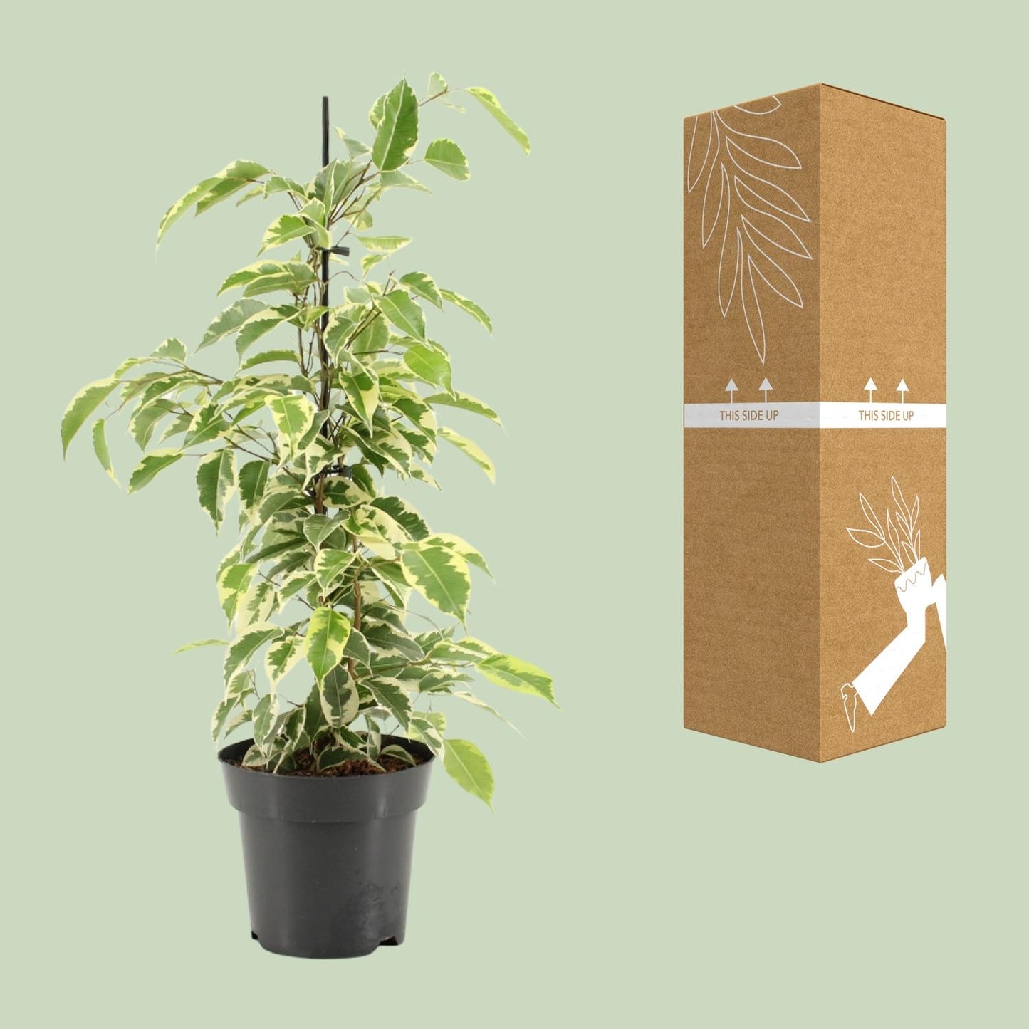 Ficus Benjamina Samantha – Pflegeleichte Zimmerpflanze Ø14cm