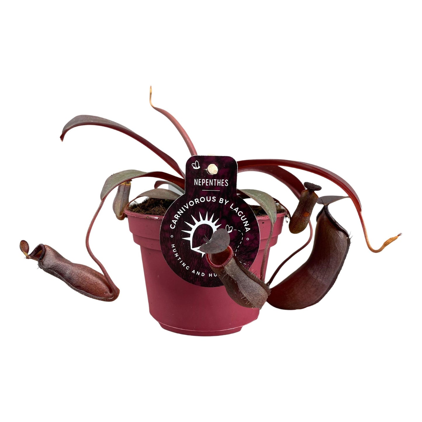 Nepenthes Rebecca Soper – Trendige, pflegeleichte Kannenpflanze Ø12-17 cm