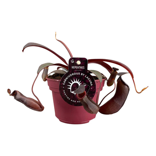 Nepenthes Rebecca Soper – Trendige, pflegeleichte Kannenpflanze Ø12-17 cm