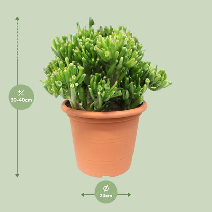 Crassula Hobbit – Pflegeleichte Jade-Pflanze Ø23cm