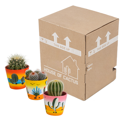 Bolcactus Kakteen-Mischung im handbemalten Mexiko-Topf 8,5 cm