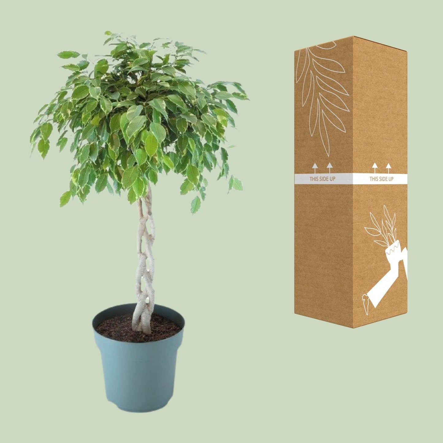 Ficus Safrana / Golden King Gevlochten Ø27cm, 110cm
