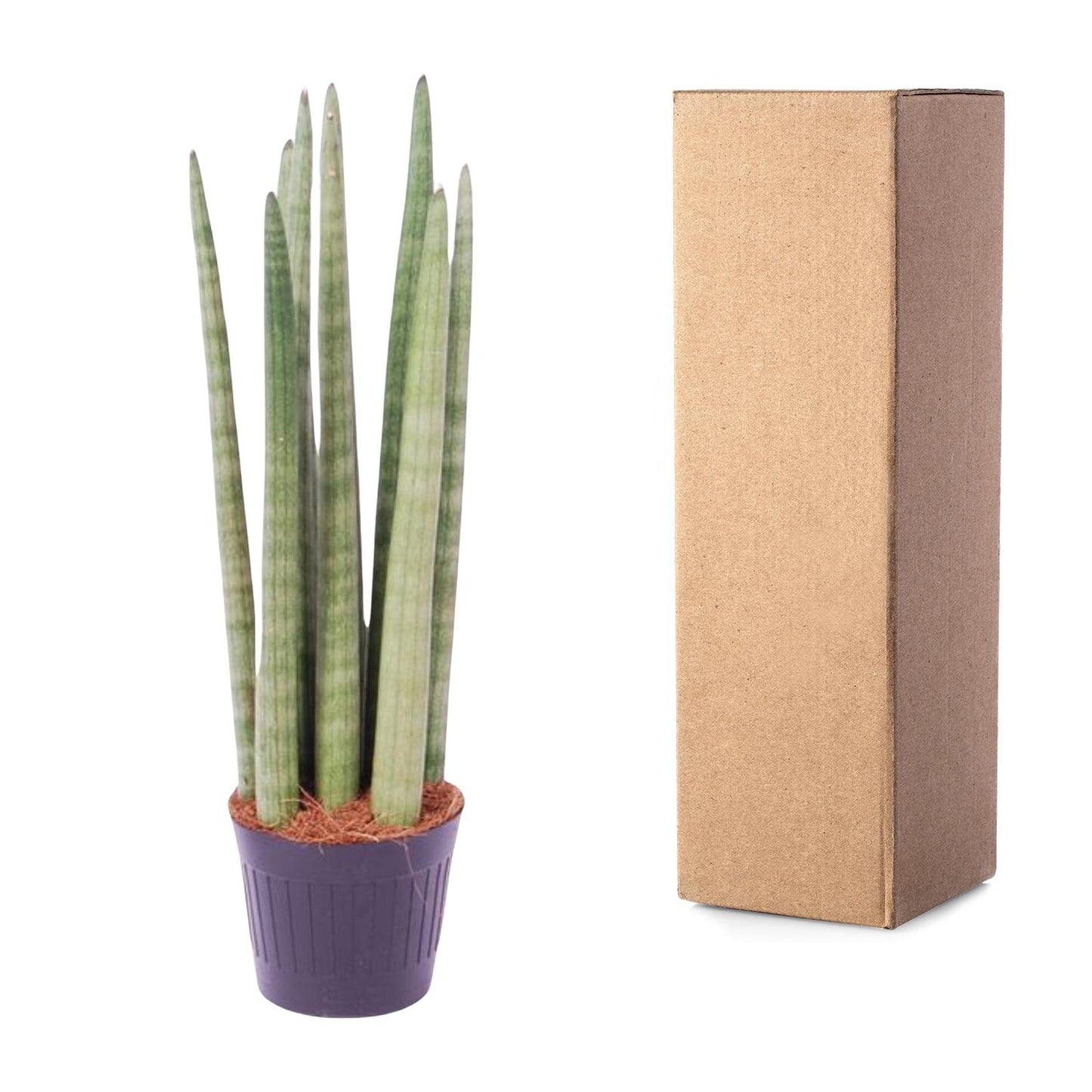 Sansevieria cylindrica 'Spaghetti' – pflegeleichte Zimmerpflanze 40 cm