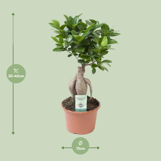 Ficus Ginseng Ø15cm – Pflegeleichte, robuste Zimmerpflanze