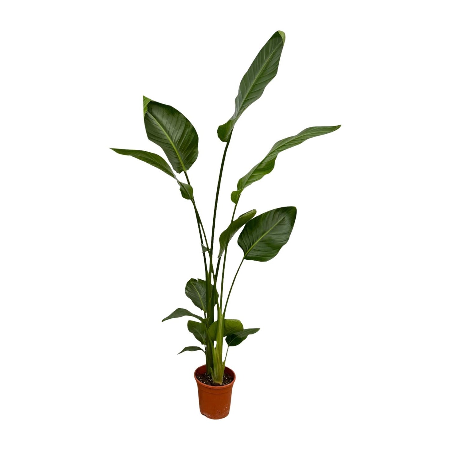 2x Strelitzia Nicolai – Exotische Zimmerpflanze 130 cm