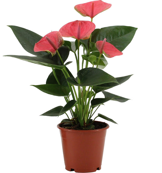 Flamingoblume 'Sweet Dream' – Tropische Zimmerpflanze 36 cm