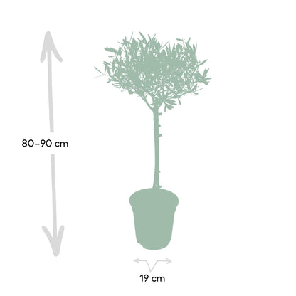 Olea Europaea – Mediterraner Olivenbaum Ø19cm, 90cm hoch