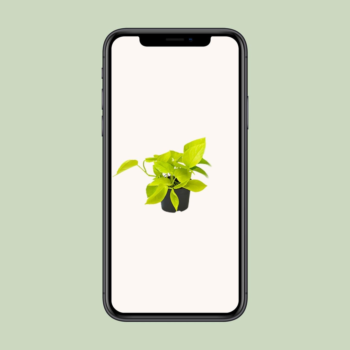Efeutute Golden Pothos Ø12cm – Pflegeleichte Anfängerpflanze