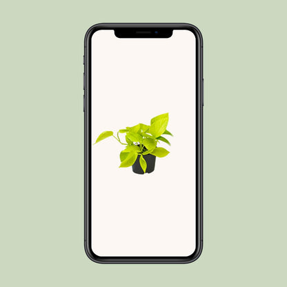 Efeutute Golden Pothos Ø12cm – Pflegeleichte Anfängerpflanze