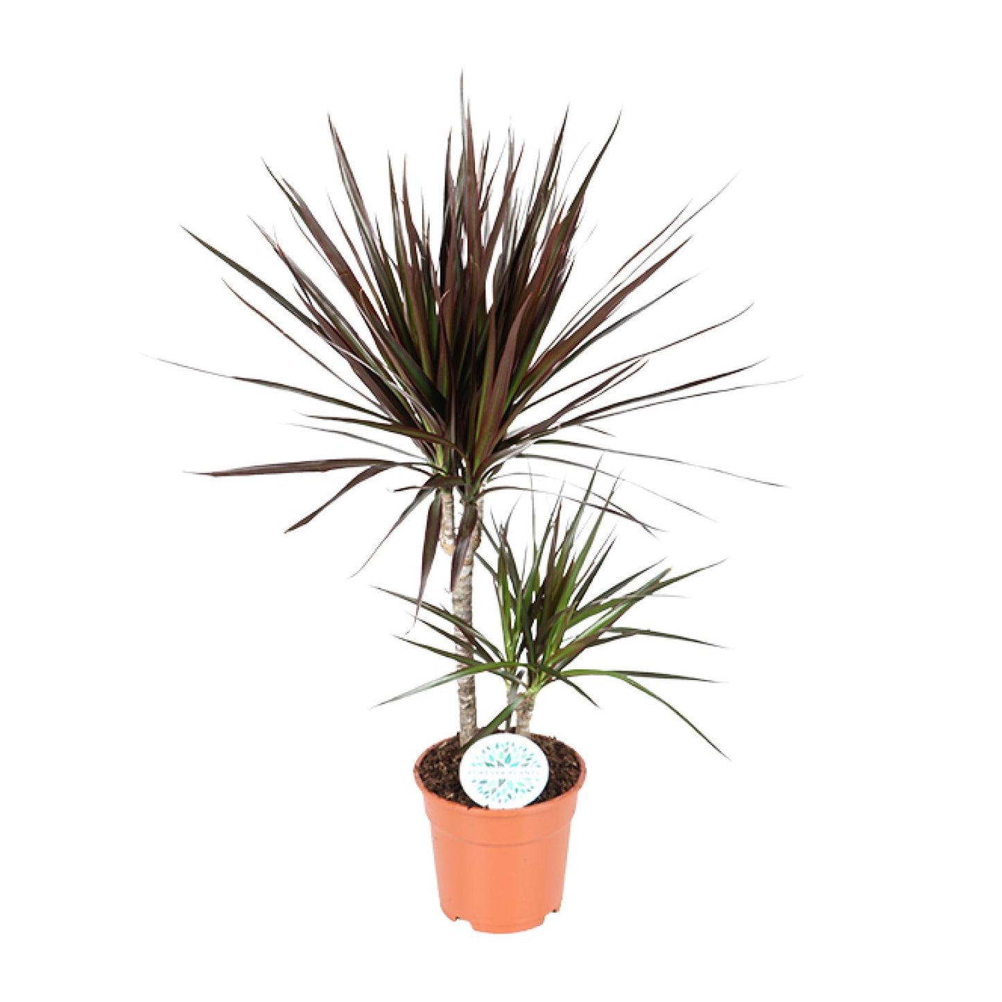 Dracaena Magenta – Pflegeleichter Drachenbaum Ø17cm, 70cm Höhe