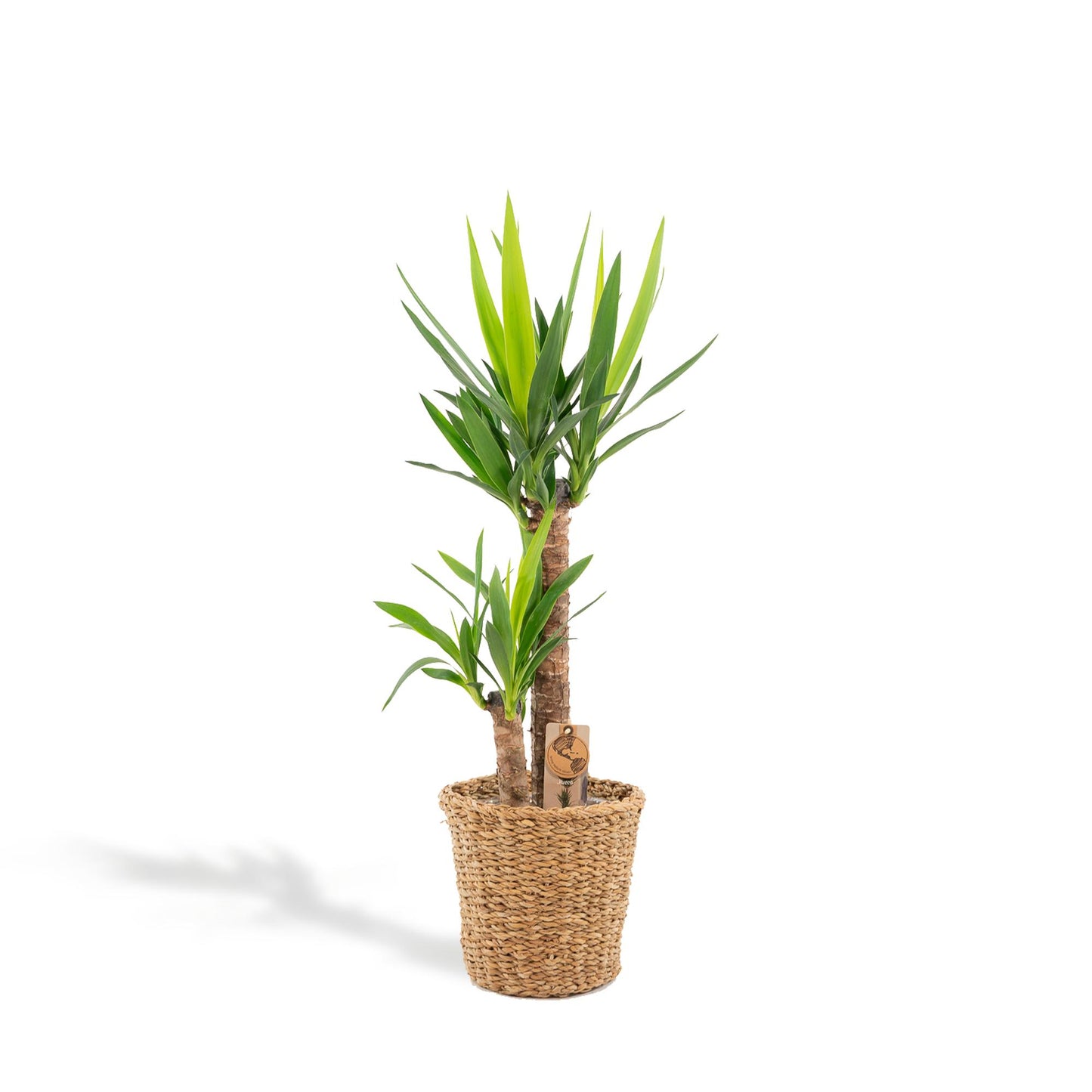 Yucca mit Korb – 100 cm – Ø 21 cm