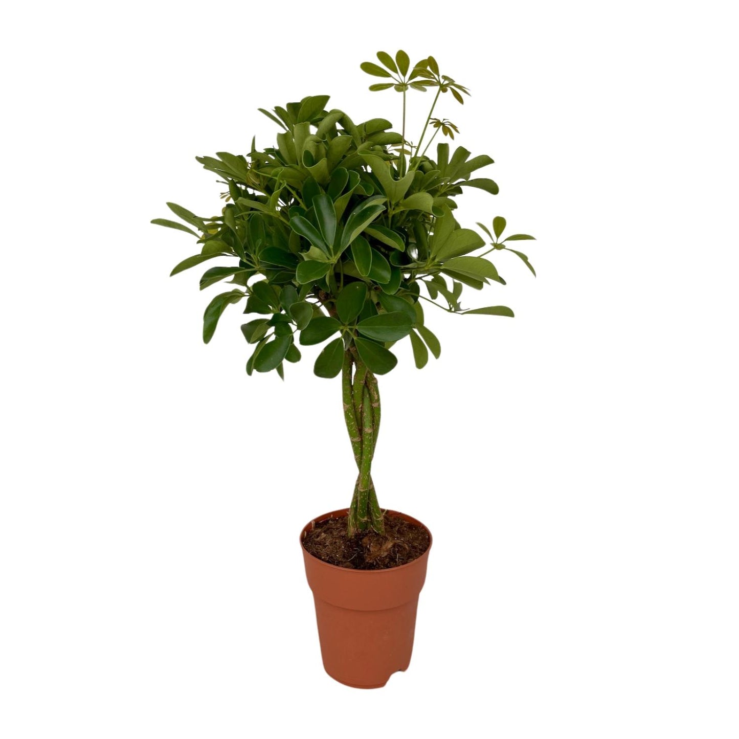 Schefflera Compacta – Pflegeleichter Schirmbaum Ø19cm, 80cm hoch