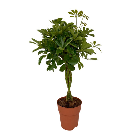 Schefflera Compacta – Pflegeleichter Schirmbaum Ø19cm, 80cm hoch