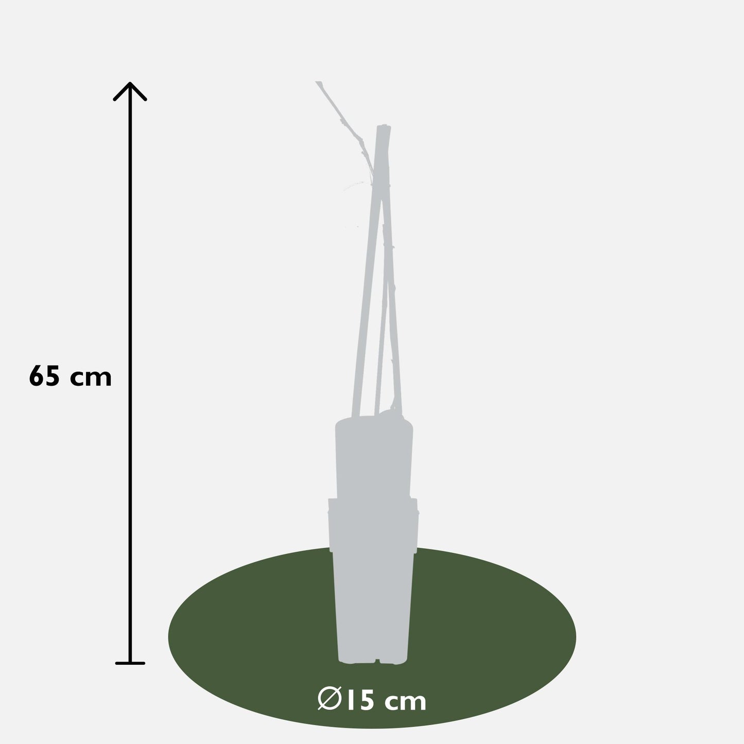 Wisteria floribunda 'Naga Noda' – Purpurner Regen - Ø15cm Topf