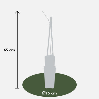 Wisteria floribunda 'Naga Noda' – Purpurner Regen - Ø15cm Topf