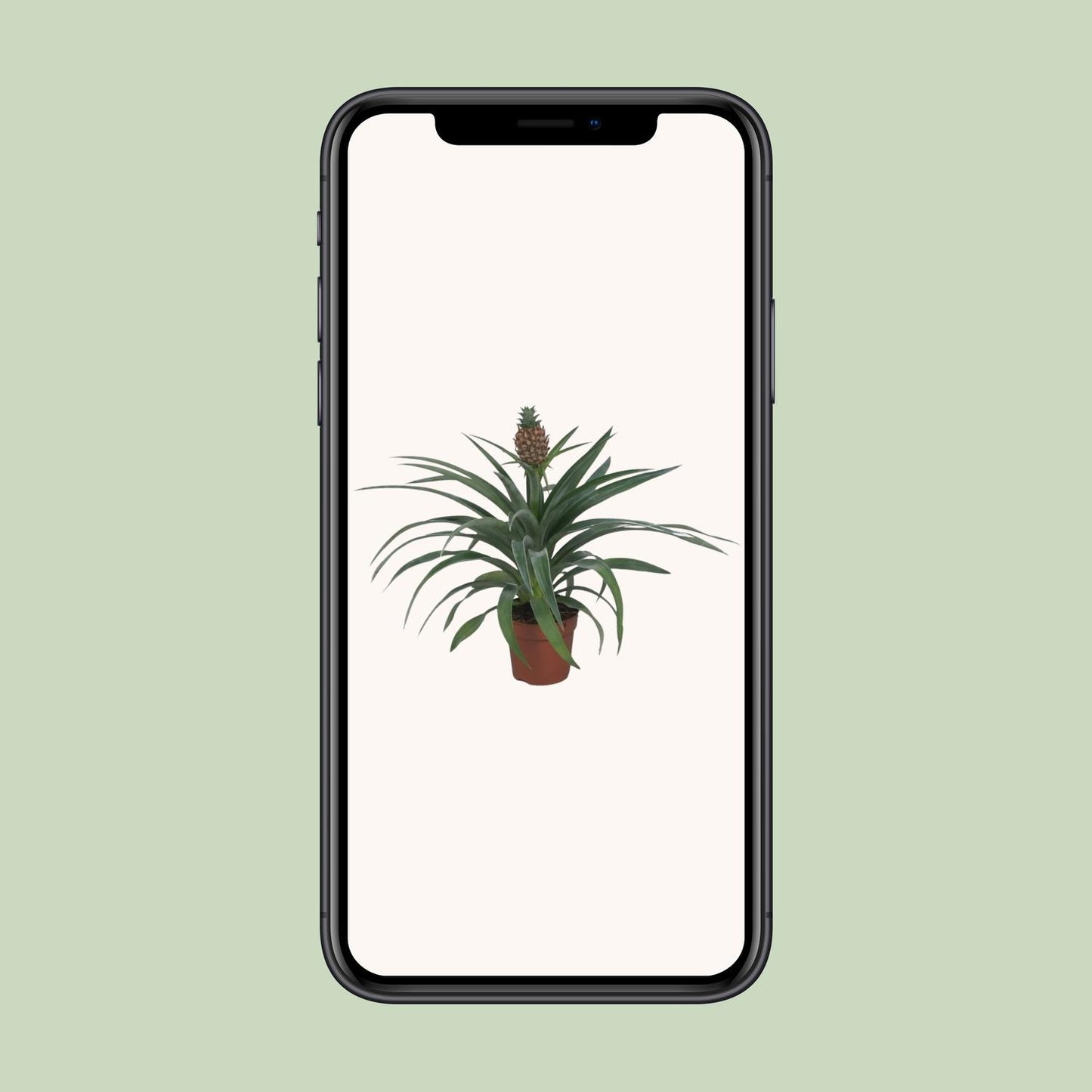 Ananas Mi Amigo – Tropische Zimmerpflanze Ø12cm, 40cm hoch