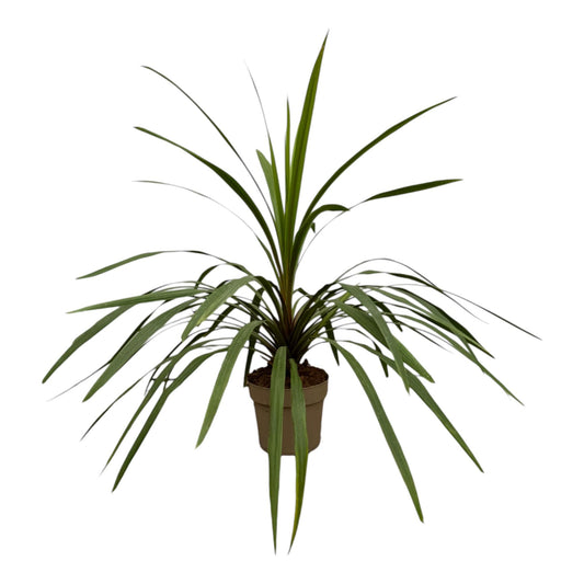 Cordyline Peko – 90 cm, pflegeleichte Zimmerpflanze
