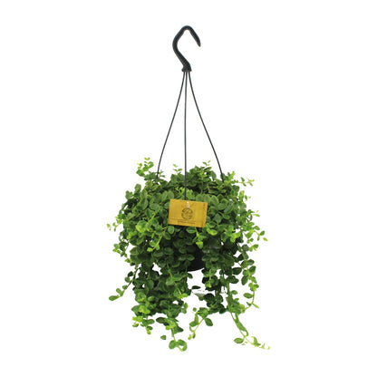 Kalanchoe Mangini – Pflegeleichte Blühpflanze Ø15cm