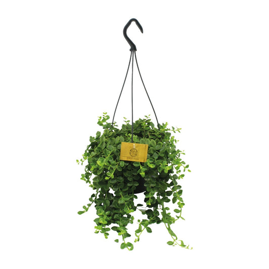 Kalanchoe Mangini – Pflegeleichte Blühpflanze Ø15cm