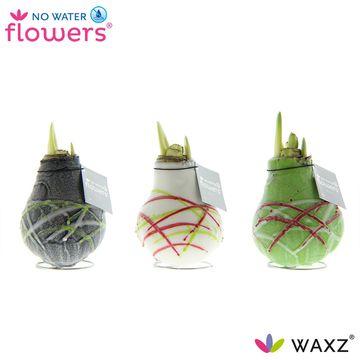 No Water Flowers Picasso 3er Set – Pflegeleichte Deko ohne Gießen