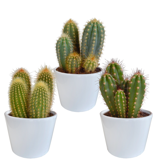 Cereus 3er Set im weißen Topf 10,5 cm – Pflegeleicht & Robust