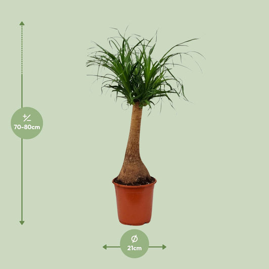 Beaucarnea recurvata – Elefantenfuß-Pflanze Ø21cm, 65cm hoch