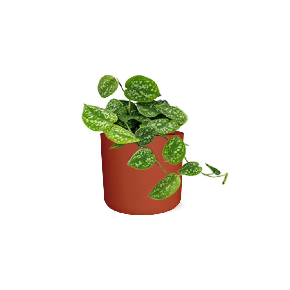 Scindapsus Pictus ‘Argyraeus’ in ELHO b.for soft rond 14cm brique