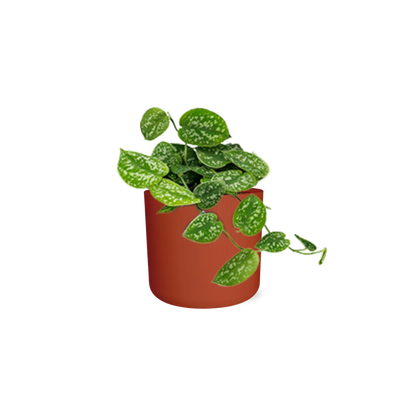 Scindapsus Pictus ‘Argyraeus’ in ELHO b.for soft rond 14cm brique