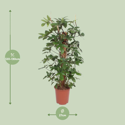 Philodendron Pedatum – Große pflegeleichte Zimmerpflanze Ø27cm, 130cm hoch