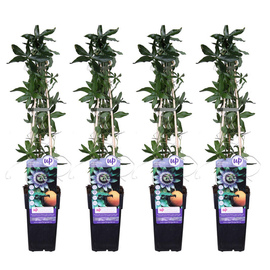 Passiflora caerulea – Exotische Kletterpflanze Ø15cm, 65cm hoch