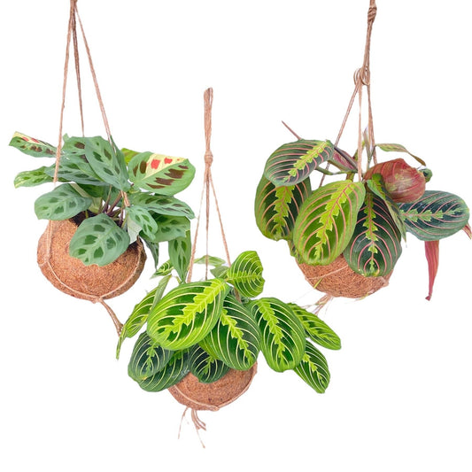 Kokodama Maranta Mix – 3er Set, Ø15 cm, pflegeleicht