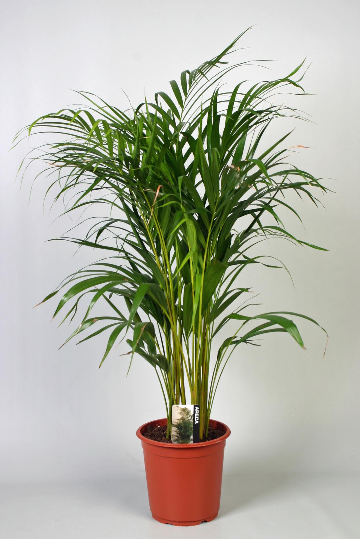 Dypsis Lutescens (Areca) – Luftreinigende Palme, Ø21 cm, ca. 100 cm hoch