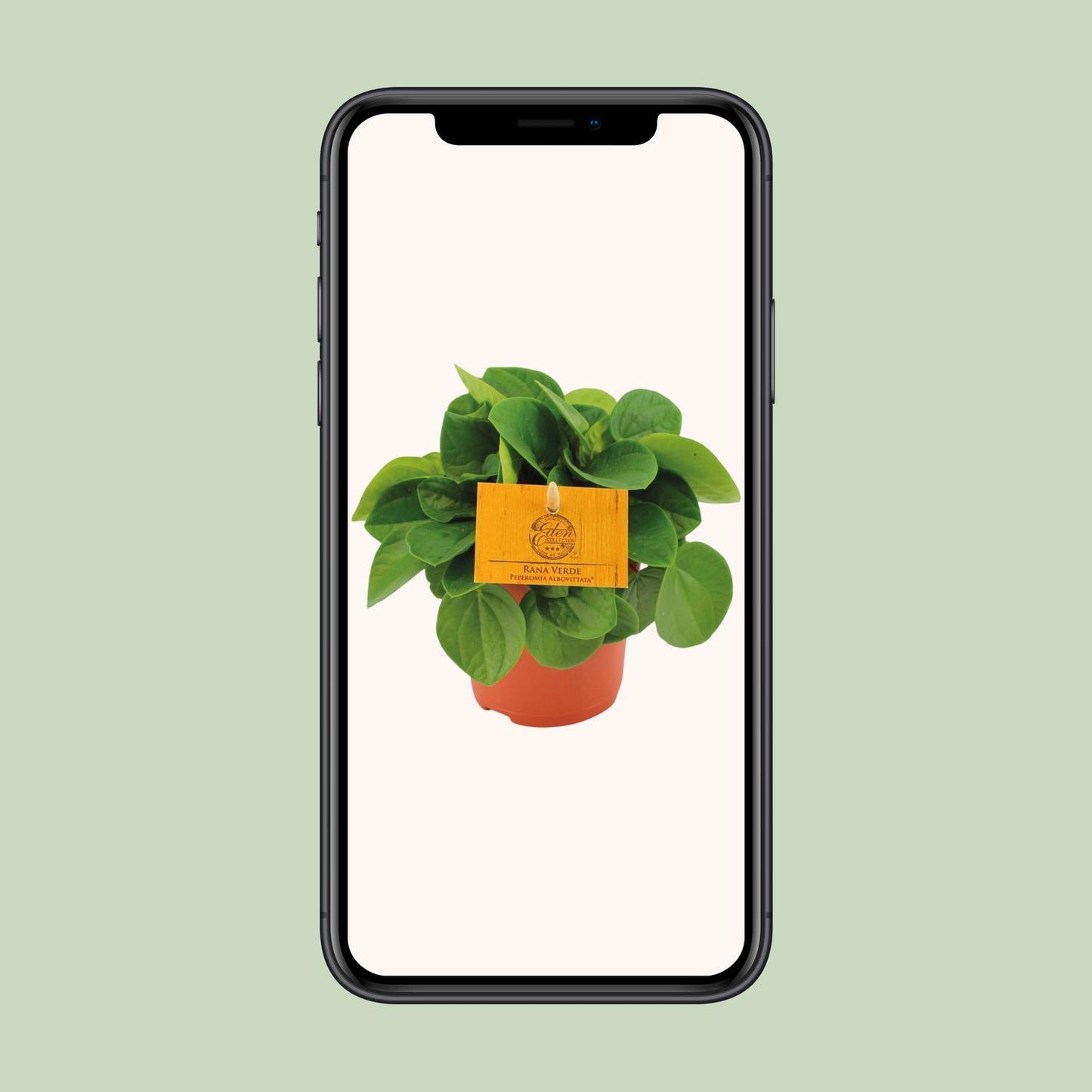 Peperomia Rana Verde – Pflegeleichte Zimmerpflanze Ø11cm