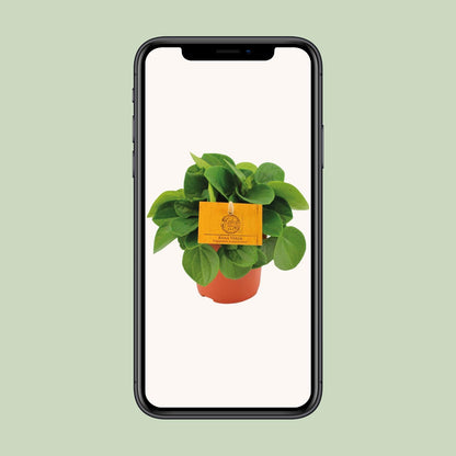 Peperomia Rana Verde – Pflegeleichte Zimmerpflanze Ø11cm