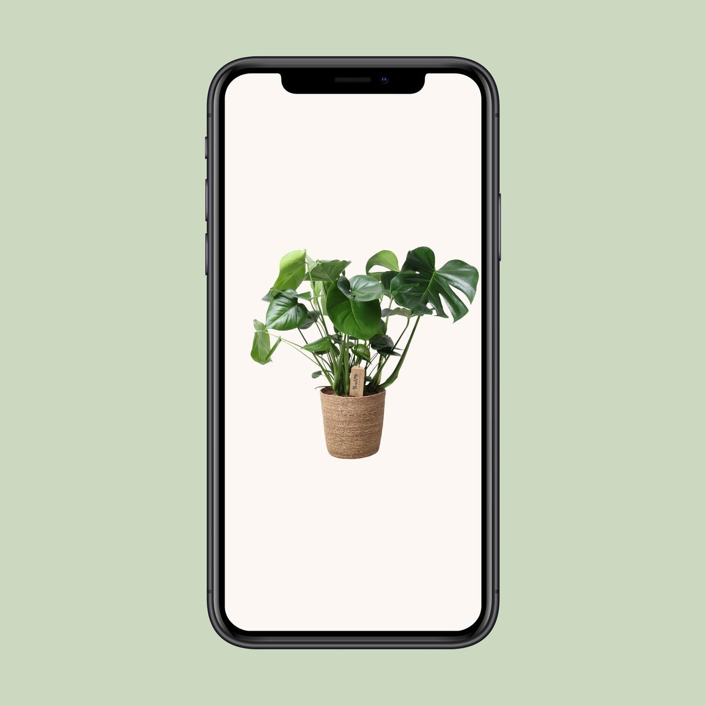 Monstera im Naturkorb Ø21cm, ca. 60cm hoch