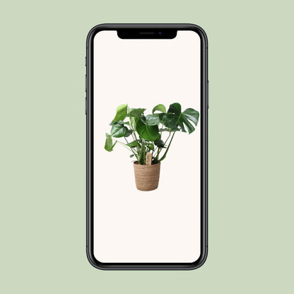 Monstera im Naturkorb Ø21cm, ca. 60cm hoch